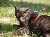 Cat Harness Rainbow