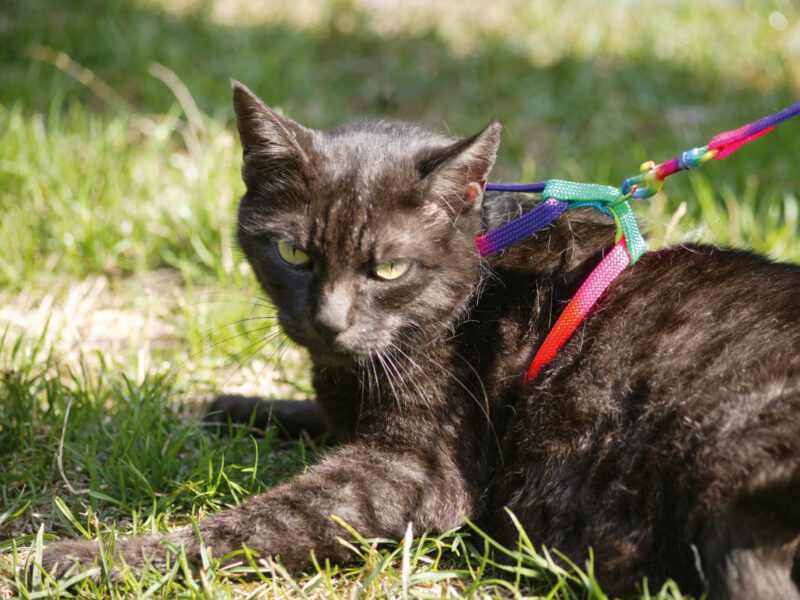 Cat Harness Rainbow