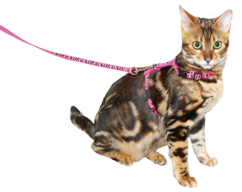 Cat Harness with Leash