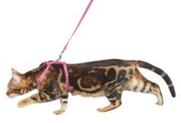 Cat Harness with Leash