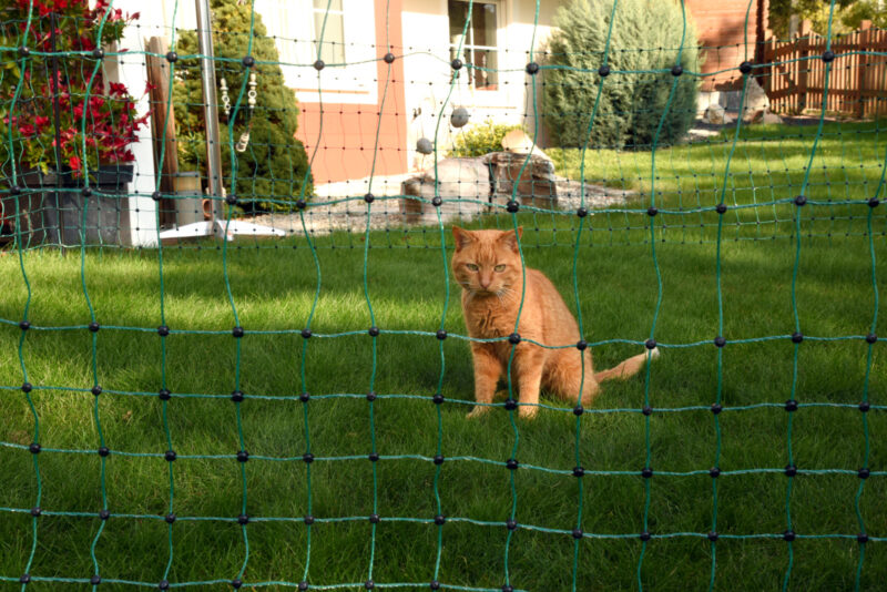 Cat Netting