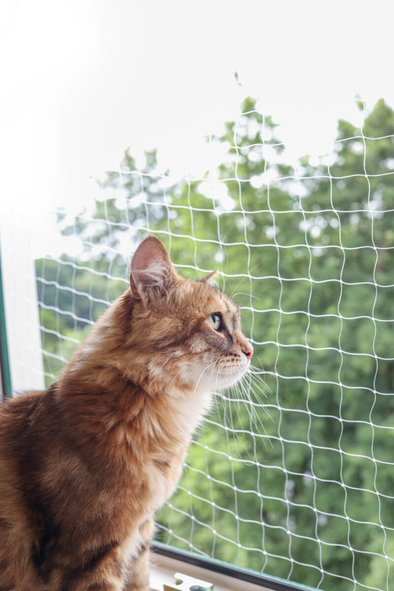 Cat Safety Net