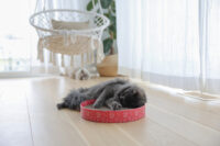 Cat Scratch Bed Circle