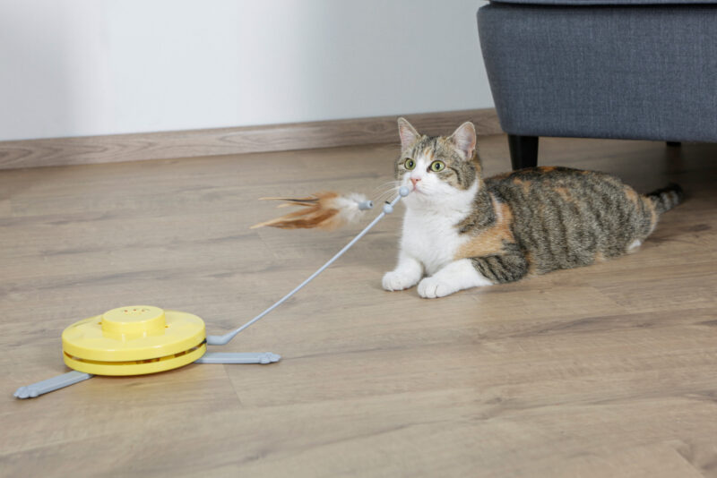 Cat Toy 2in1 Catch the TailFeather