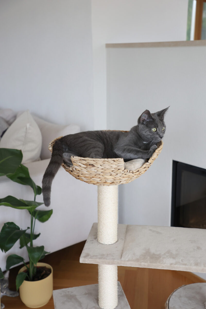 Cat Tree Banana Leaf Jade