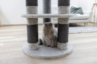 Cat Tree Benji