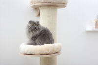 Cat Tree Dolomit Tower