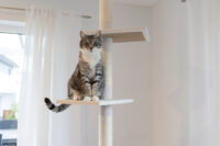 Cat Tree Ferdi