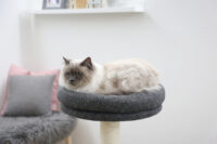 Cat Tree Fridolin