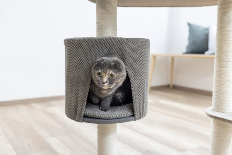 Cat Tree Giselle