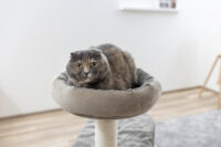 Cat Tree Giselle