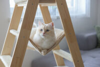 Cat Tree Ladder