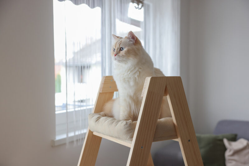 Cat Tree Ladder