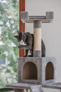 Cat Tree Square