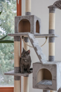 Cat Tree Square