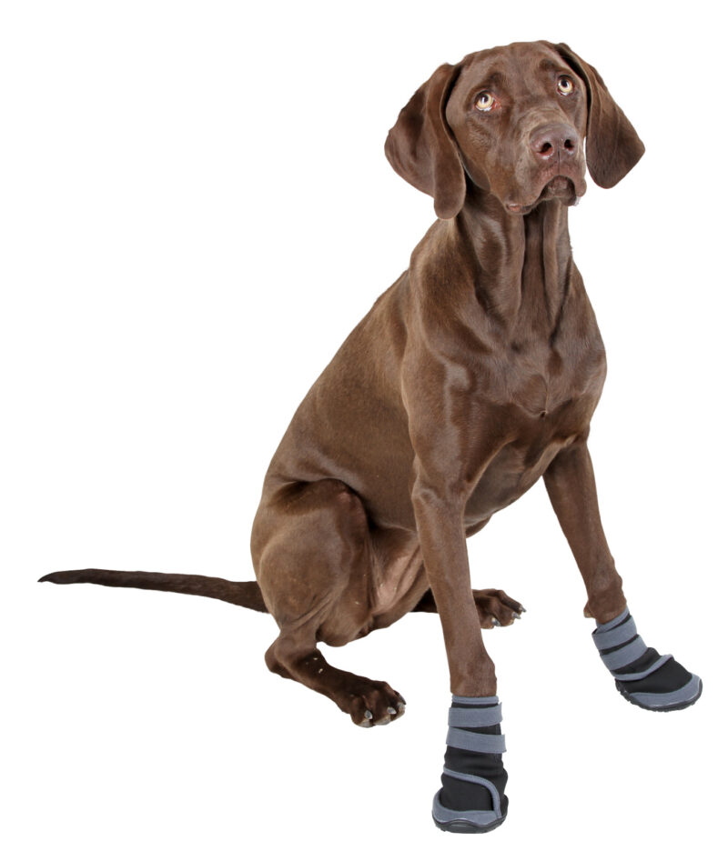 Chaussures pour chien Active