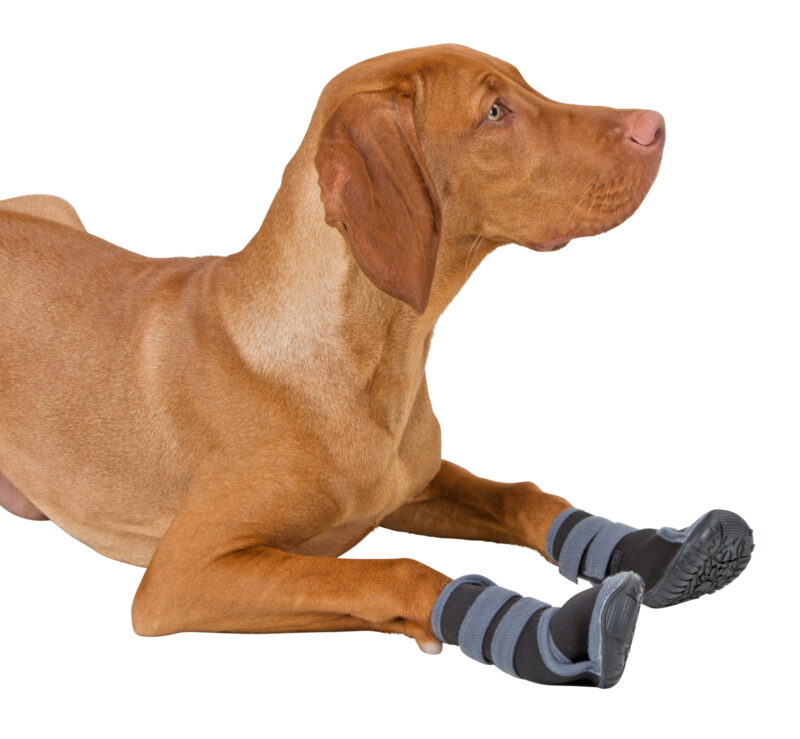 Chaussures pour chien Active