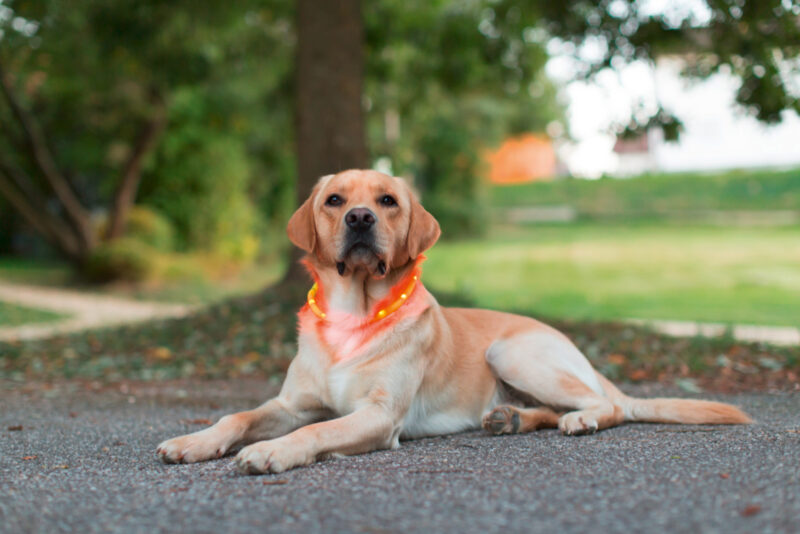 Collier LED pour chien Maxi Safe