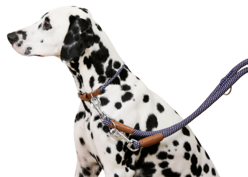 Collier pour chien Phoenix