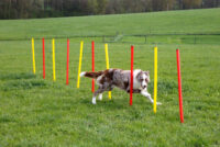 Complete Set Agility