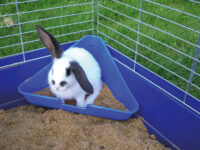 Corner Toilet for Rodent Cage