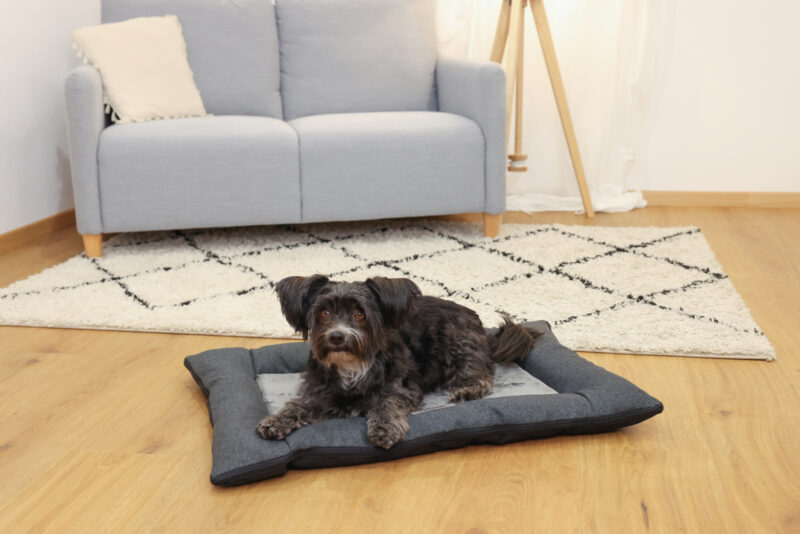 Coussin Platin Ortho