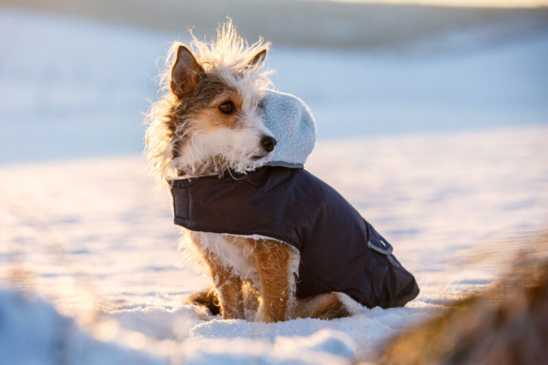 Dog Coat Teddy