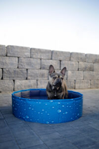 Dog Pool Bubble