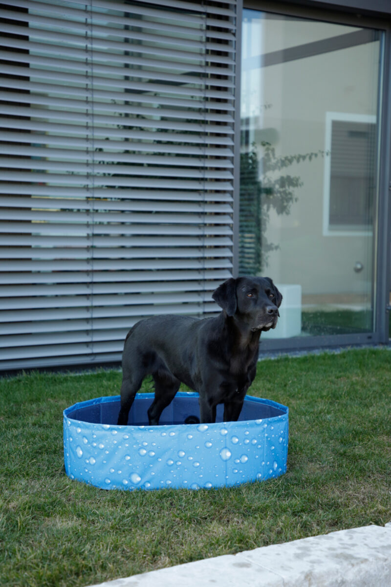 Dog Pool Bubble