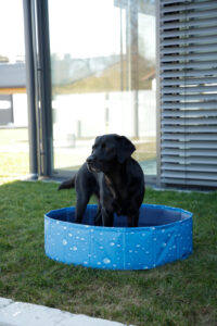 Dog Pool Bubble