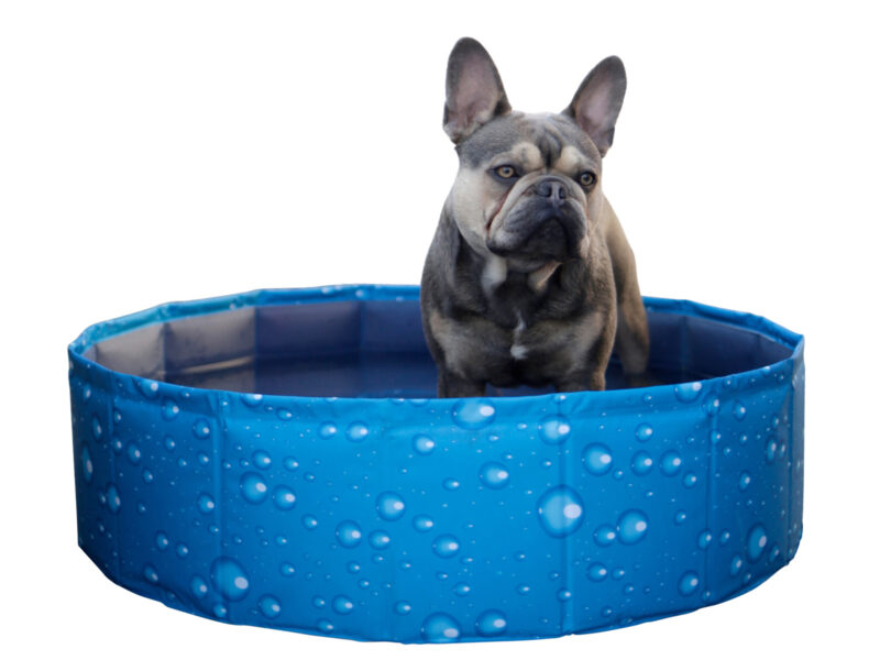 Dog Pool Bubble