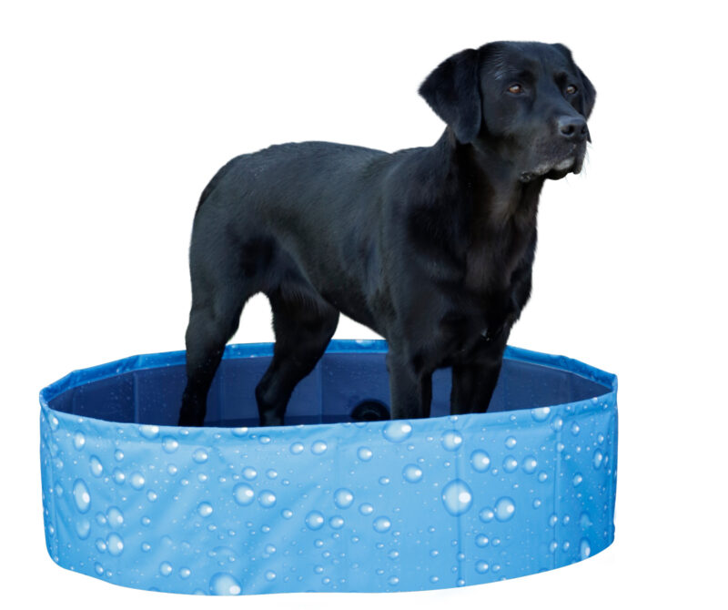 Dog Pool Bubble