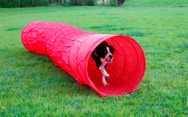 Dog Tunnel Agility