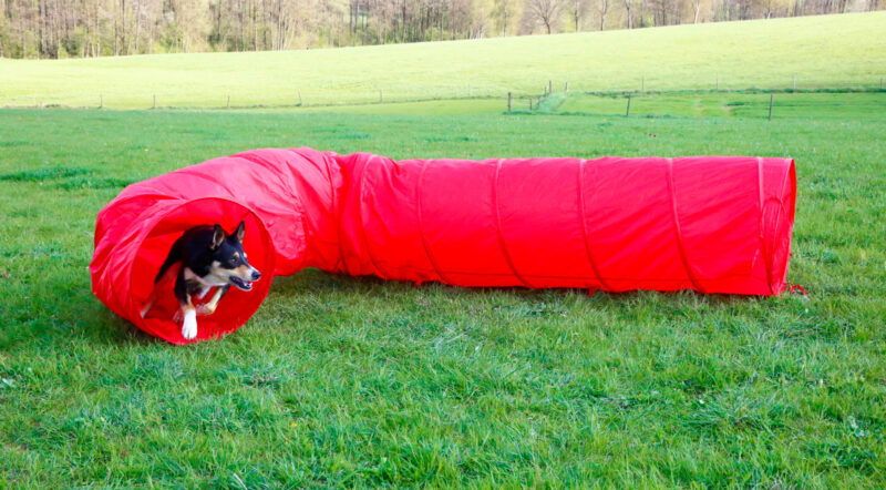 Dog Tunnel Agility