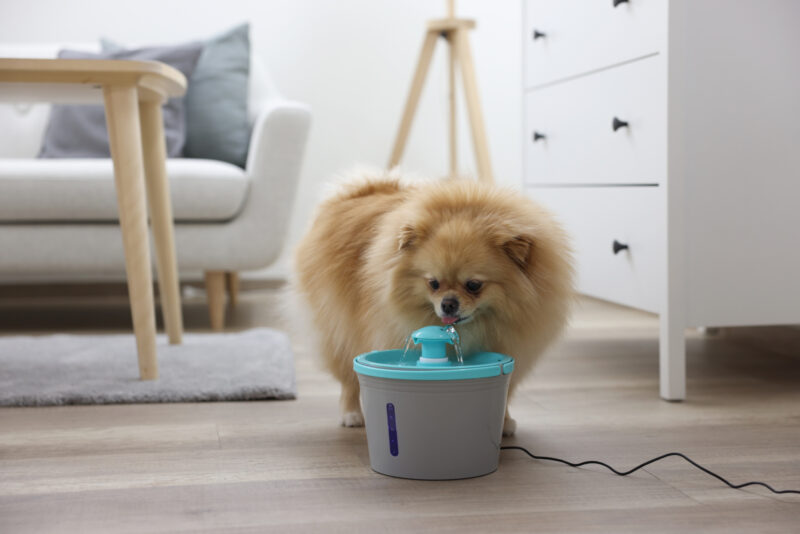 Drinking Fountain