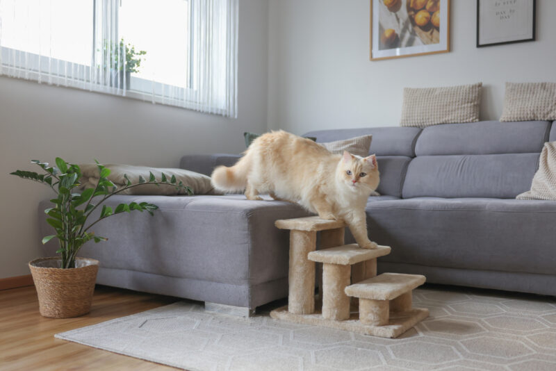 Escalier pour animaux Easy Climb 2.0