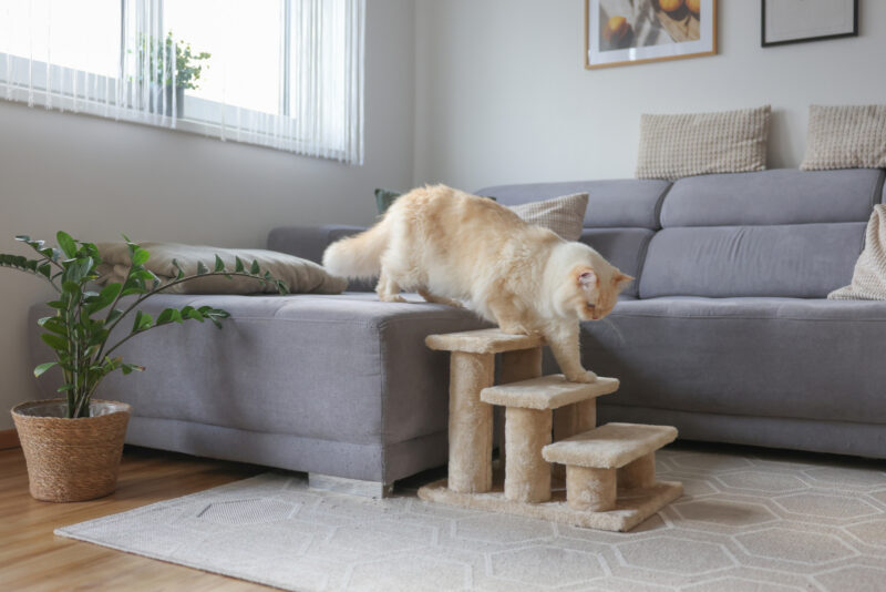 Escalier pour animaux Easy Climb 2.0