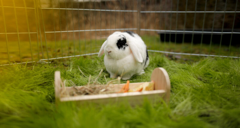 Feed trough