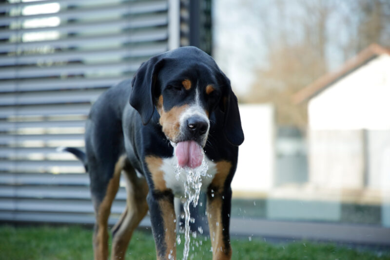 Fontaine Bubble