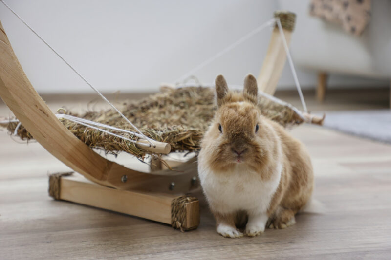 Hamac en herbe pour rongeur Siesta