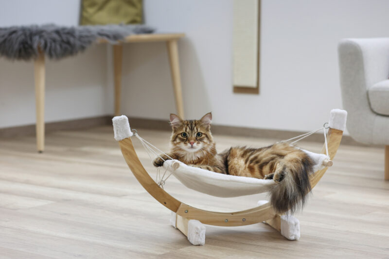 Hammock Siesta