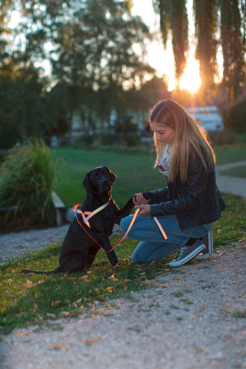 Harnais norvégien pour chien réfléchissant