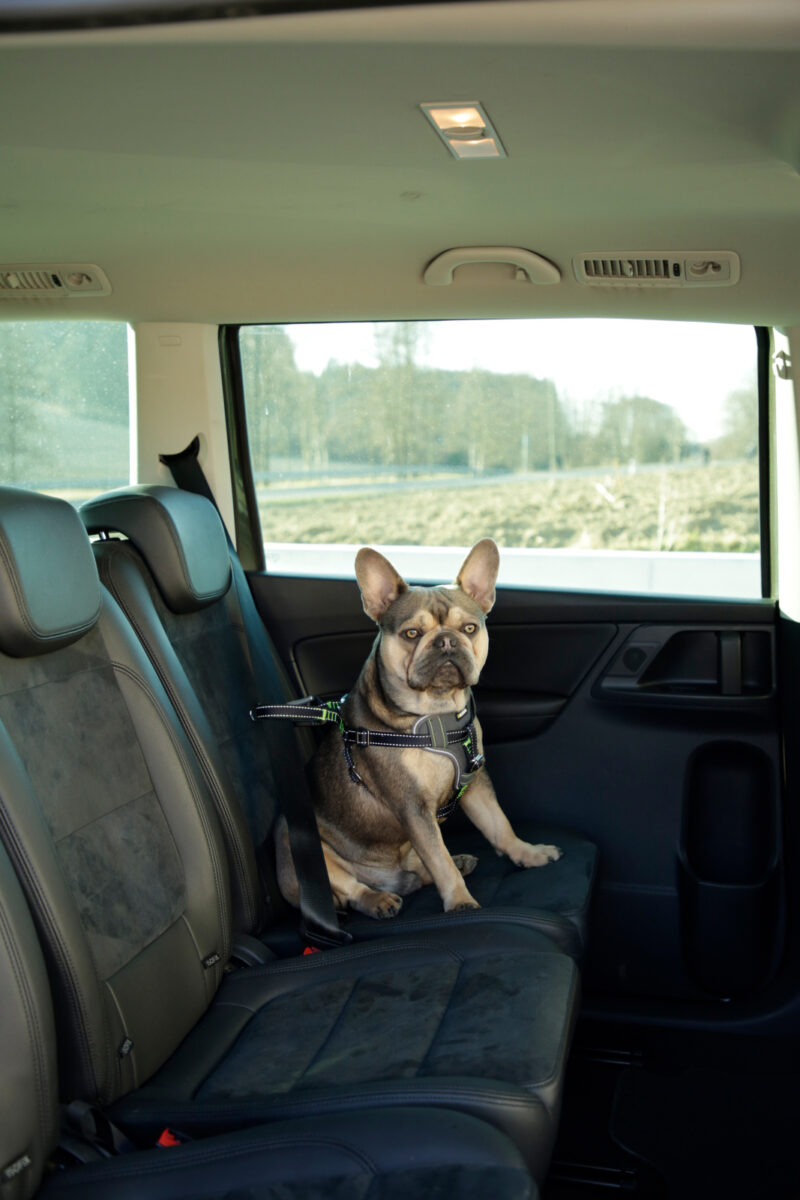 Harnais pour la voiture