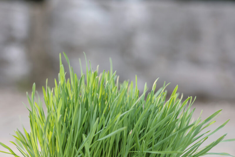 Herbe à chat