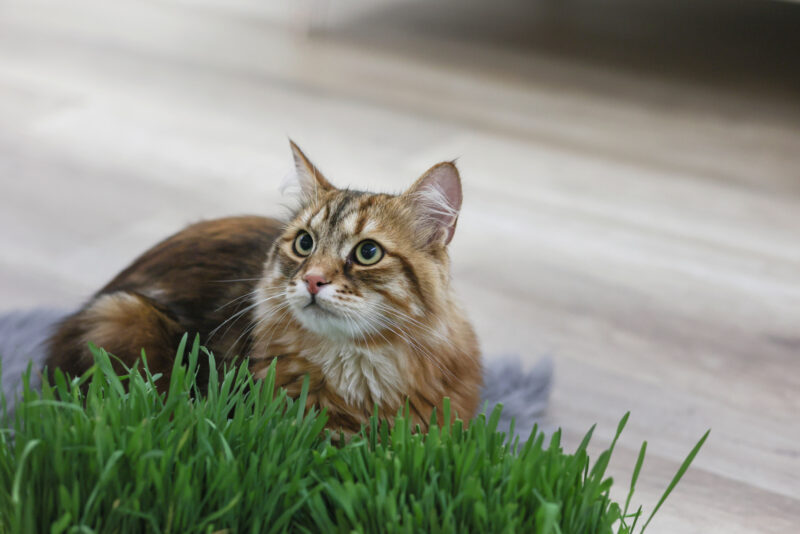 Herbe à chat