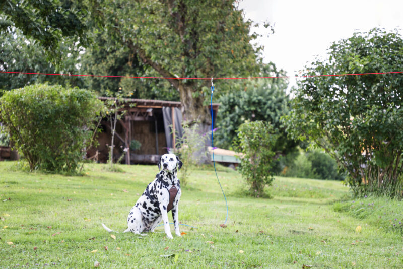 Hundeauslauf-System