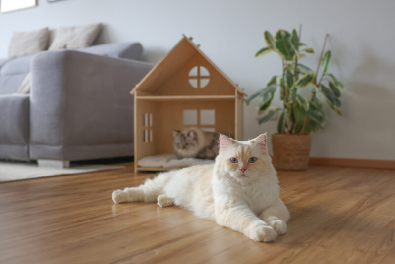 Indoor cat house Yvi