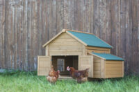 Kleintierstall für Kaninchen oder Hühner