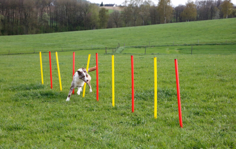 Komplett-Set Agility