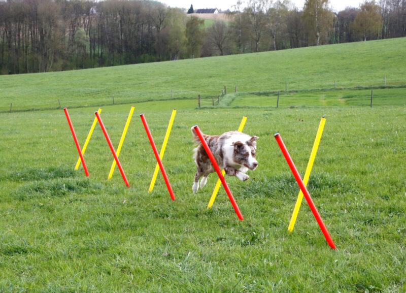 Komplett-Set Agility